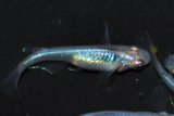 287　　ブラックオパールシャドー（普通体型）  　Мサイズ  5匹