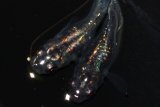 293　　虹彩変化美麗！　宝鱗無双 （ヒカリ体型）　Мサイズ  3匹