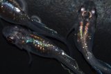293　　虹彩変化美麗！　宝鱗無双 （ヒカリ体型）　Мサイズ  3匹