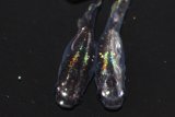 289　　宝鱗無双（ヒカリ体型）  　LМサイズ  3匹