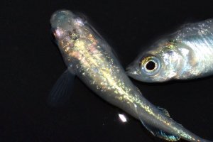 画像2: 299　父の日セール！　レアー個体！　月虹スパンコール（ヒカリ体型）  　Lサイズ  1ペア