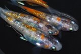 311　父の日セール！安芸三色ハレギ（普通体型） 　Lサイズ  4匹