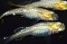 画像5: 313　ラメ・虹彩美麗！レモン月虹（ヒカリ体型）LМサイズ  4匹