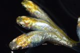 313　ラメ・虹彩美麗！レモン月虹（ヒカリ体型）LМサイズ  4匹