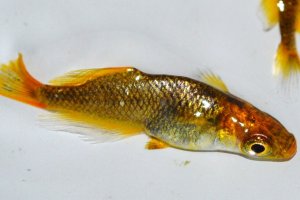 画像2: 310　 ＮＥW！　黒蜜ゴールドレモン　（ヒカリ体型） ＬМサイズ  1ペア