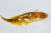 画像3: 310　 ＮＥW！　黒蜜ゴールドレモン　（ヒカリ体型） ＬМサイズ  1ペア
