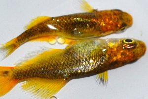 画像1: 310　 ＮＥW！　黒蜜ゴールドレモン　（ヒカリ体型） ＬМサイズ  1ペア