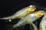 313　ラメ・虹彩美麗！レモン月虹（ヒカリ体型）LМサイズ  4匹