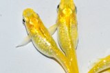 315　父の日セール！虹彩美麗！　レモンスカッシュ（普通体型） 　Lサイズ  3匹