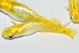 315　虹彩美麗！　レモンスカッシュ（普通体型） 　Lサイズ  3匹