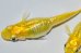画像8: 315　虹彩美麗！　レモンスカッシュ（普通体型） 　Lサイズ  3匹