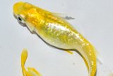 315　虹彩美麗！　レモンスカッシュ（普通体型） 　Lサイズ  3匹