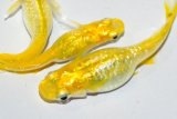 315　父の日セール！虹彩美麗！　レモンスカッシュ（普通体型） 　Lサイズ  3匹