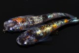 316　渋い！安芸三色・ハレギ（普通体型） Lサイズ  1ペア