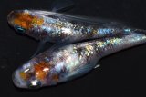 317　　　 安芸三色・Japan（普通体型） 　Ｌサイズ  1ペア