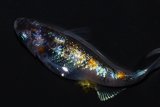 316　父の日セール！安芸三色・ハレギ（普通体型） Lサイズ  1ペア