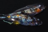 316　渋い！安芸三色・ハレギ（普通体型） Lサイズ  1ペア