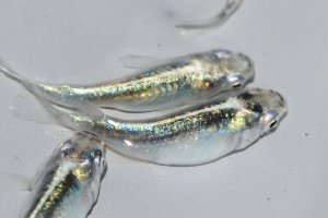 画像2: 322　父の日セール！　ストームマジック（普通体型）  　LМサイズ  4匹