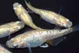 320　 ミルキーゴールドティアラ（同腹個体・普通体型）　LМサイズ  5匹