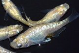 320　父の日セール！ ミルキーゴールドティアラ（同腹個体・普通体型）　LМサイズ  5匹