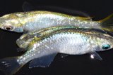 321　　エメラルダ（普通体型）  Ｌサイズ　3匹