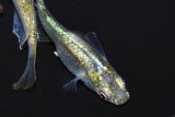 321　　エメラルダ（普通体型）  Ｌサイズ　3匹