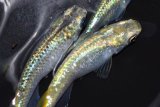 321　　エメラルダ（普通体型）  Ｌサイズ　3匹
