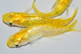 326　卵付き！　虹彩美麗！　レモンスカッシュ  　Ｌサイズ  3匹