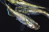 323　父の日セール！特美！グリーンティアラ（普通体型）LМサイズ・3匹