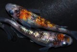 325　　　 安芸三色・Japan（普通体型） 　Ｌサイズ  3匹