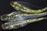 323　特美！グリーンティアラ（普通体型）LМサイズ・3匹