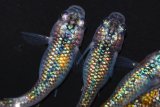 329　　父の日セール！ハレギ ・ブルー（普通体型）　Lサイズ  4匹