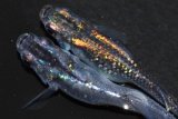 330　　父の日セール！メス虹彩超強変化！特上個体！　スーパー魔王・改　Lサイズ  1ペア