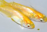 328　父の日セール！　ブドウ目！　アルビノクイーン・レモン（ヒカリ体型）　Ｌサイズ4匹