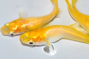画像4: 328　　ブドウ目！　アルビノクイーン・レモン（ヒカリ体型）　Ｌサイズ4匹