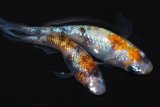 337　父の日セール！オス鰭長！　　安芸三色ハレギ　Lサイズ  1ペア
