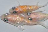 338　父の日セール！レアー！ショート鰭長血統！ハレギ（同腹個体・普通体型） 　LМサイズ  3匹