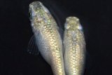 334　父の日セール！ラメ・ラメ！ミルキーゴールドティアラ（普通体型） Lサイズ・1ペア