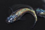 333　父の日セール！ＮＥW！特選美麗！スーパー魔王・改スペシャル（普通体型）Ｌサイズ  1ペア