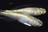 334　ラメ・ラメ！ミルキーゴールドティアラ（普通体型） Lサイズ・1ペア