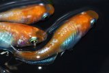 340　チャンス！ＮＥW！レッドタイプ！Japan・ブルードレス（普通体型）  　LМサイズ  3匹