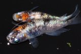 341　牡丹タイプ！安芸三色・ハレギ（普通体型） Lサイズ  1ペア