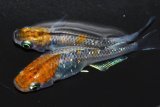 342　チャンス！ＮＥW！ブランデーファントム（普通体型） 　Lサイズ  1ペア