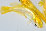 339　チャンス！虹彩美麗！　レモンスカッシュ（ヒカリ体型） 　Lサイズ  3匹