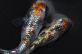 346　チャンス！牡丹タイプ！安芸三色・ハレギ（普通体型） LМサイズ  1ペア