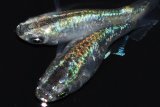 348　チャンス！ショートタイプ！　最上級個体！エメラルダ（普通体型）  ＬМサイズ　1ペア