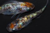 346　チャンス！牡丹タイプ！安芸三色・ハレギ（普通体型） LМサイズ  1ペア