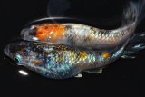 351　チャンス！オス鰭ナガ！　安芸三色ハレギ　（普通体型） Ｌサイズ  1ペア