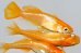 画像3: 356　チャンス！ブドウ目！アルビノクイーン・オレンジ（ヒカリ体型） 　Lサイズ  3匹