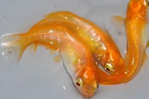 画像1: 356　チャンス！ブドウ目！アルビノクイーン・オレンジ（ヒカリ体型） 　Lサイズ  3匹